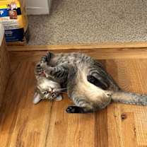 Thumbnail photo of Linus #3