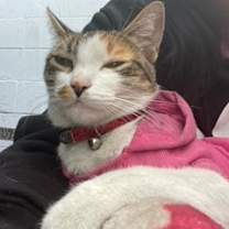 Thumbnail photo of "Christmas" Holly-URGENT #2