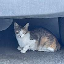 Thumbnail photo of "Christmas" Holly-URGENT #3