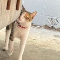 Thumbnail photo of "Christmas" Holly-URGENT #4