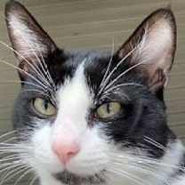 Thumbnail photo of Neville #2