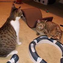 Thumbnail photo of Scamper #3