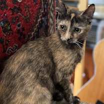 Thumbnail photo of Monkey #1