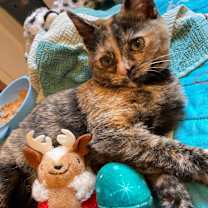 Thumbnail photo of Monkey #2