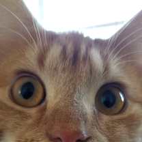 Thumbnail photo of BLAZE #2