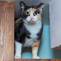 Thumbnail photo of Reeses #2