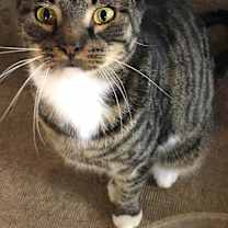 Thumbnail photo of Fortune Orchard #1