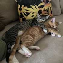 Thumbnail photo of Theo #2