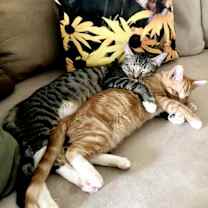 Thumbnail photo of Theo #3