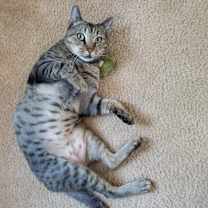 Thumbnail photo of Chili #2