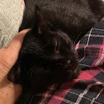 Thumbnail photo of Echo #3