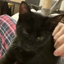 Thumbnail photo of Echo #4