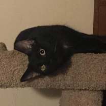 Thumbnail photo of Cola #2