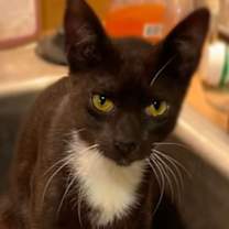 Thumbnail photo of Muenster #1