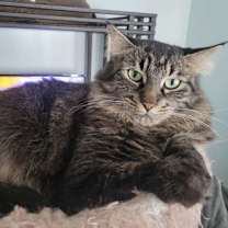 Thumbnail photo of C224 brothers Mason #1
