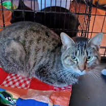 Thumbnail photo of Headley #1