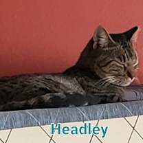 Thumbnail photo of Headley #2