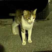 Thumbnail photo of "Christmas" Holly-URGENT #1