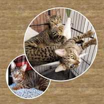 Thumbnail photo of Jaime, Kelsey, (Tory adopted) #1