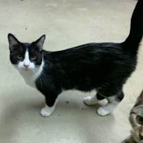 Thumbnail photo of Rebel #4