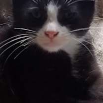 Thumbnail photo of Felix #1