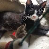 Thumbnail photo of Felix #3