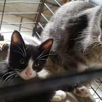 Thumbnail photo of Felix #4