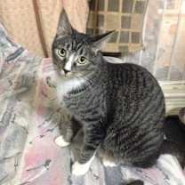 Thumbnail photo of Dexter #3