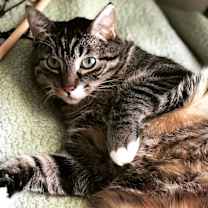 Thumbnail photo of Marvin #1