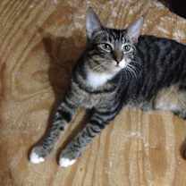 Thumbnail photo of Marvin #2