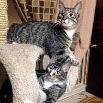 Thumbnail photo of Marvin #4