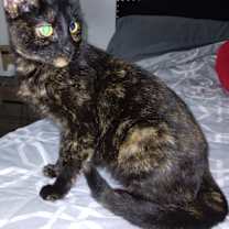Thumbnail photo of Annie - Super sweet girl! #3