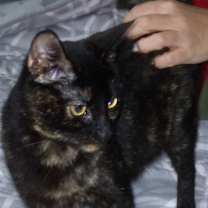 Thumbnail photo of Annie - Super sweet girl! #4