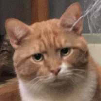 adopt-pet