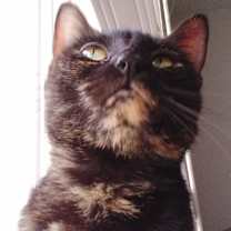 Thumbnail photo of Annie - super sweet girl! #4