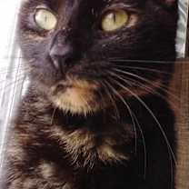 Thumbnail photo of Annie - Super sweet girl! #1