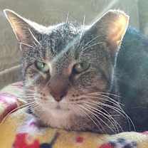 adopt-pet