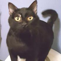 adopt-pet
