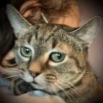adopt-pet