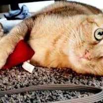 Thumbnail photo of Simon #1