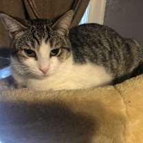 Thumbnail photo of Chickie #1