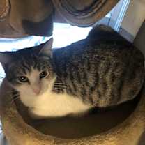 Thumbnail photo of Chickie #2