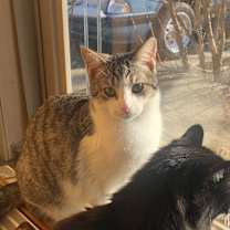 Thumbnail photo of Chickie #3