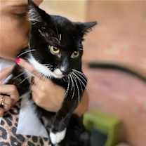 Thumbnail photo of Maia #1