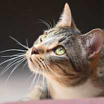 Thumbnail photo of Gretchen #1