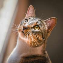 Thumbnail photo of Gretchen #2