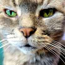 Thumbnail photo of Gray #3