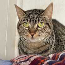 Thumbnail photo of Piper #1