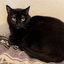 Thumbnail photo of Millie #1