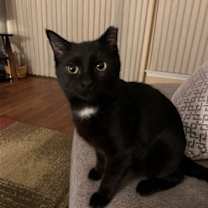 Thumbnail photo of Mercury #1